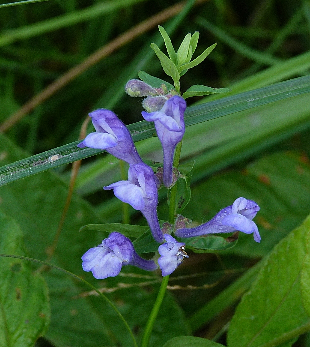 šišak gracovitý Scutellaria hastifolia L.