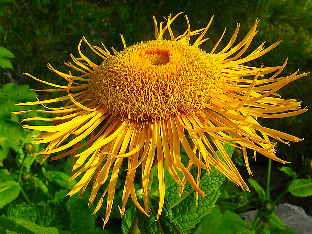 telekia ozdobná Telekia speciosa (Schreb.) Baumg.