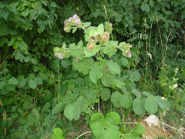 lopúch väčší Arctium lappa L.