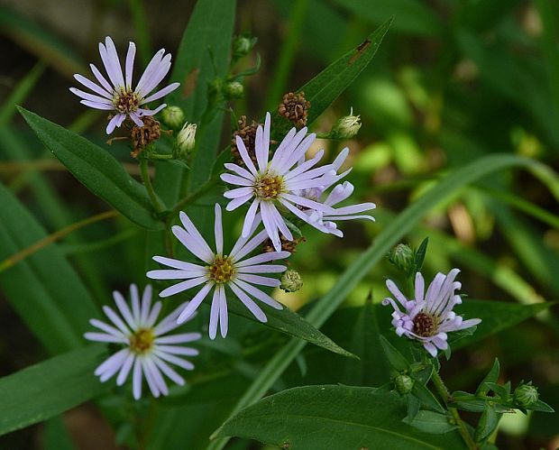 astra Aster sp.