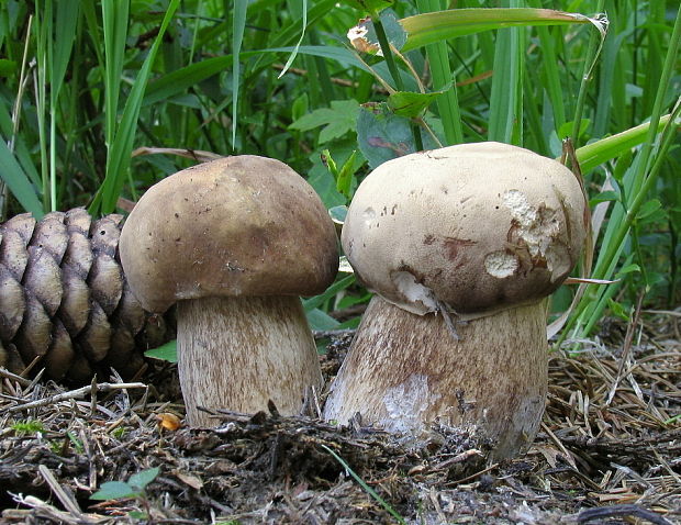 hríb dubový Boletus reticulatus Schaeff.