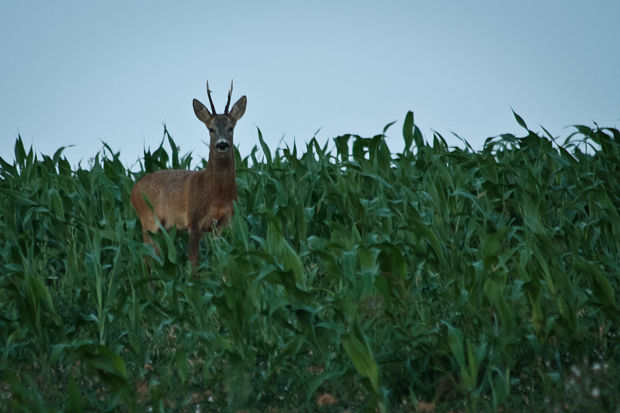 srnec lesný Capreolus capreolus