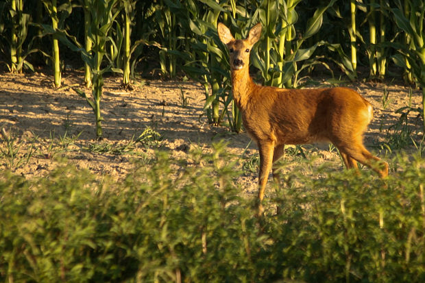 srna lesná Capreolus capreolus