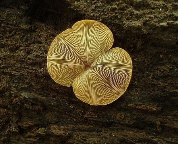 pahliva Crepidotus sp.