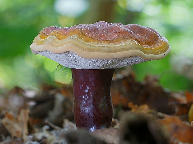 lesklokôrovka obyčajná Ganoderma lucidum (Curtis) P. Karst.