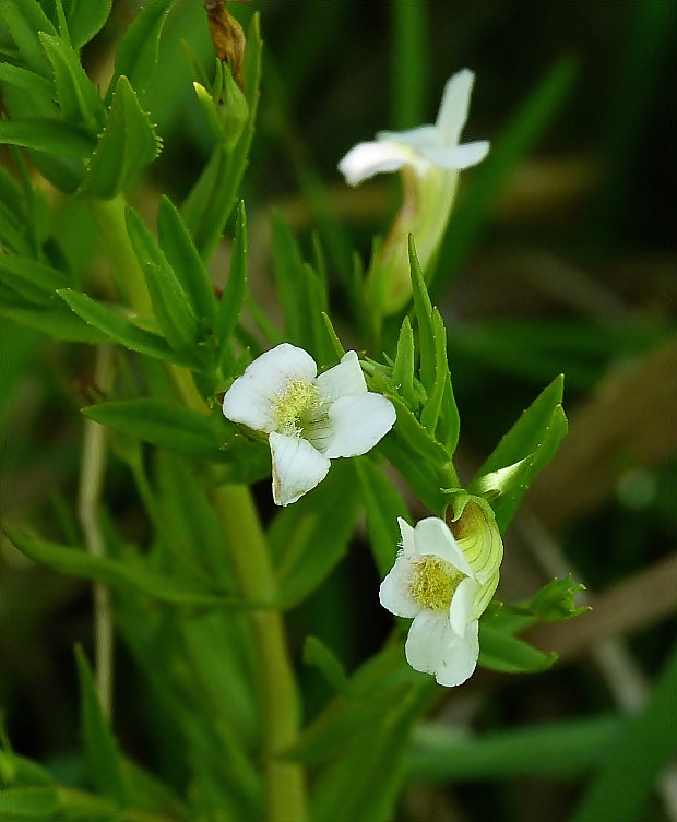 graciola lekárska Gratiola officinalis L.