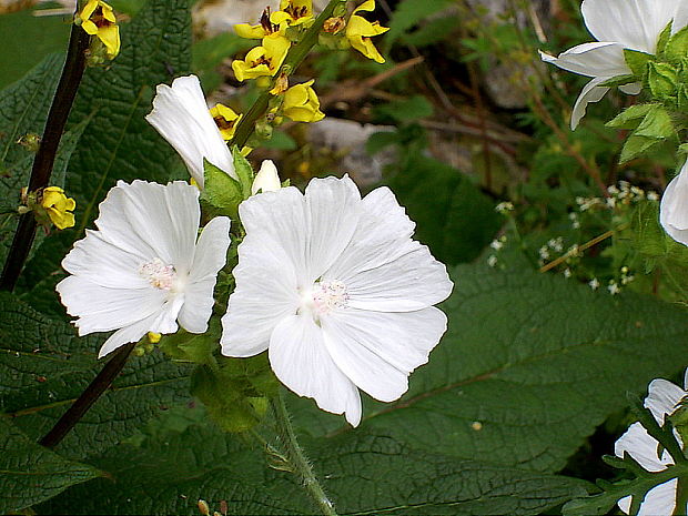 slez pižmový Malva moschata L.