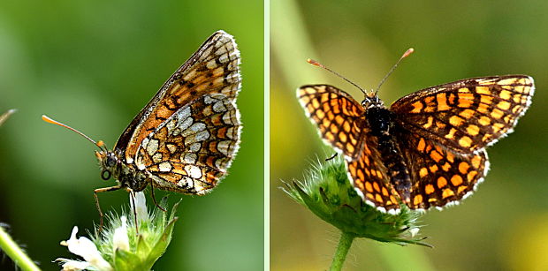 hnedáčik veronikový Melitaea aurelia