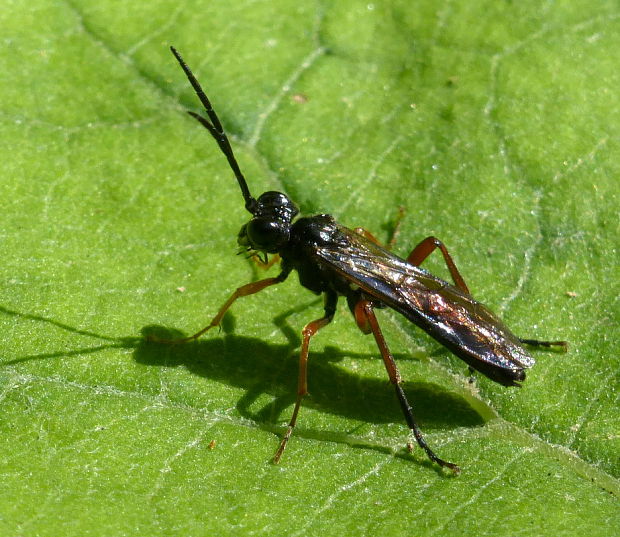 piliarka - samica Tenthredo atra Linnaeus, 1758