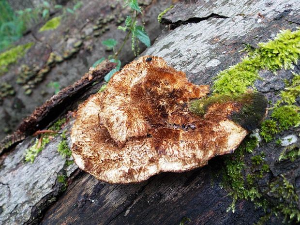 trúdnikovec štetinatý Trametes trogii Berk.