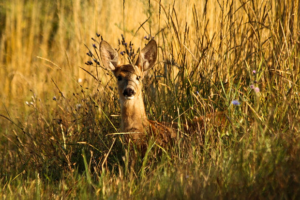 srnča Capreolus c.