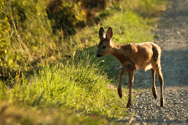 srnča Capreolus c.