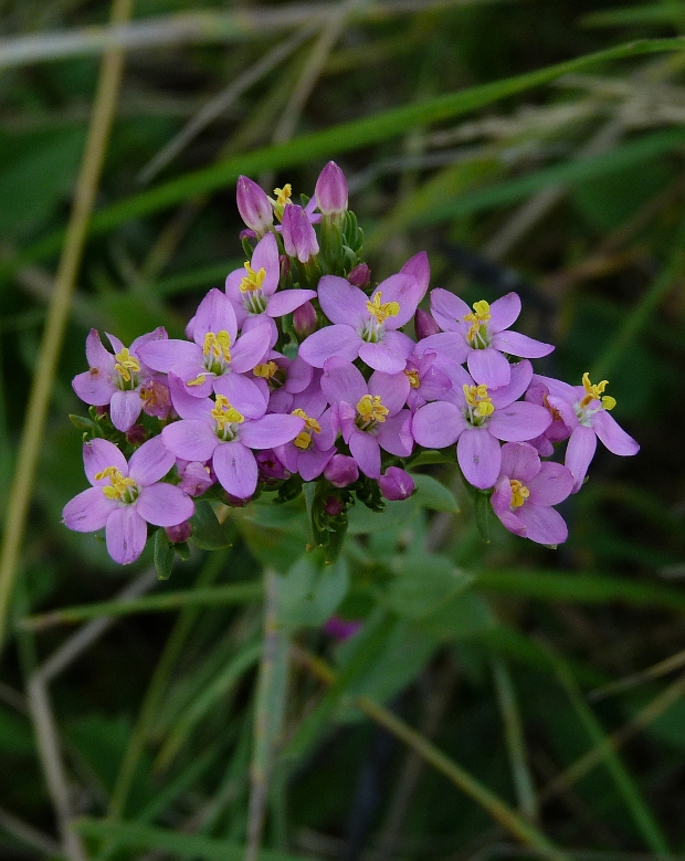 zemežlč menšia Centaurium erythraea Rafn