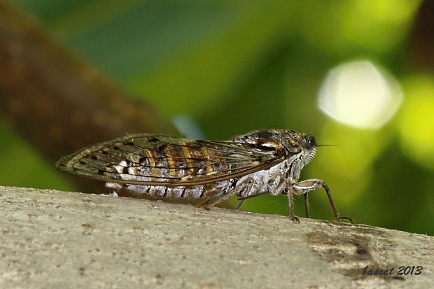 cikáda Cicada orni