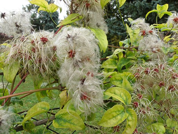 plamienok plotný / plamének plotní Clematis vitalba L.