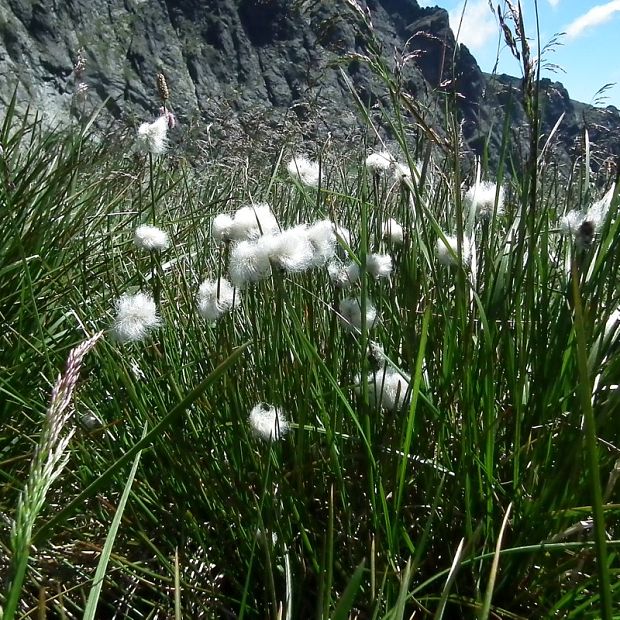 páperník pošvatý Eriophorum vaginatum L.