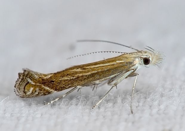 psota prúžkovaná Isophrictis striatella