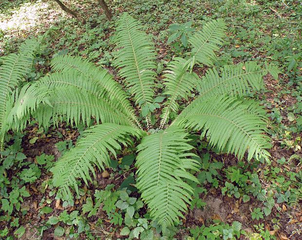 perovník pštrosí / pérovník pštrosí Matteuccia struthiopteris (L.) Tod.