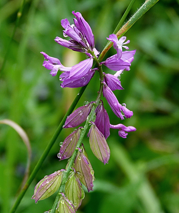 horčinka Polygala sp.