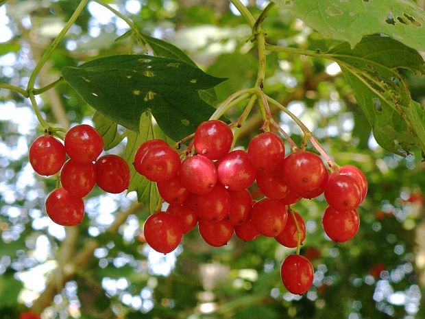 kalina obyčajná / kalina obecná Viburnum opulus L.