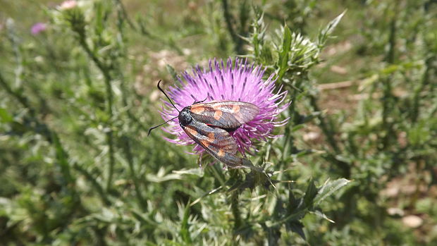 vretienka Zygaena sp.