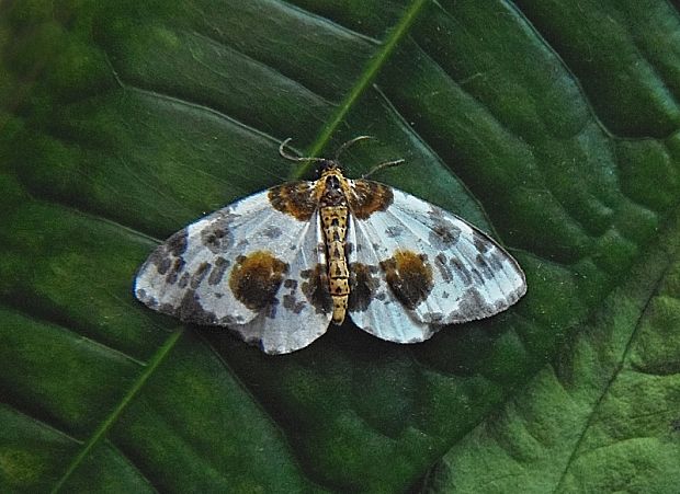 piadivka brestová Abraxas sylvata