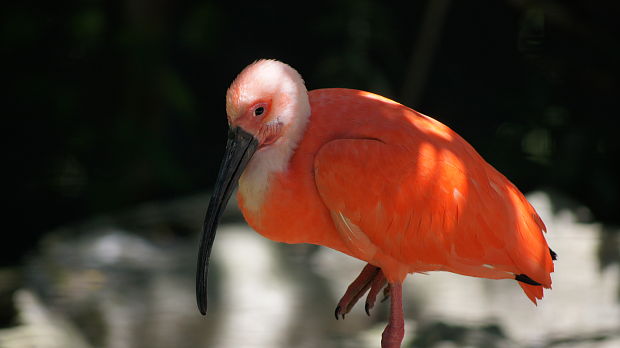 ibis červený Althaea hirsuta L.