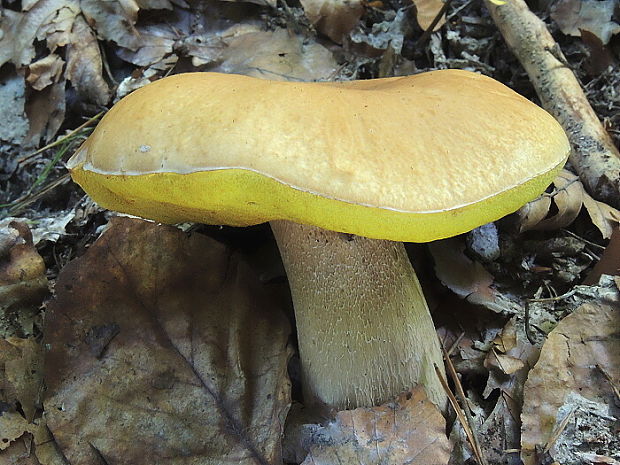 hřib smrkový citronový Boletus edulis var. citrinus