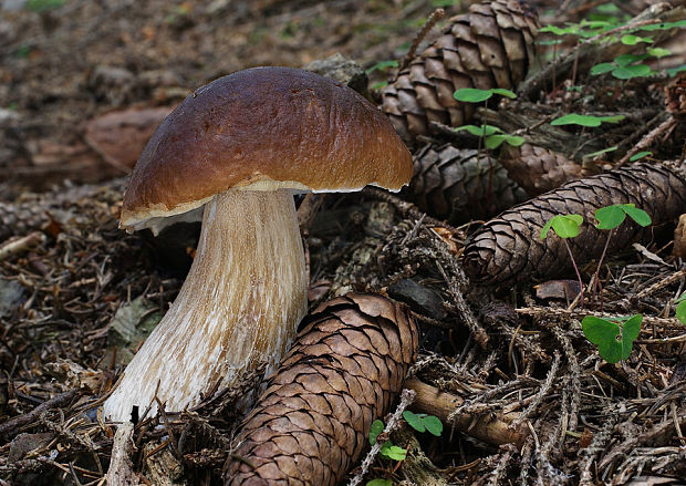 hríb smrekový Boletus edulis Bull.