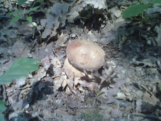 hríb dubový Boletus reticulatus Schaeff.