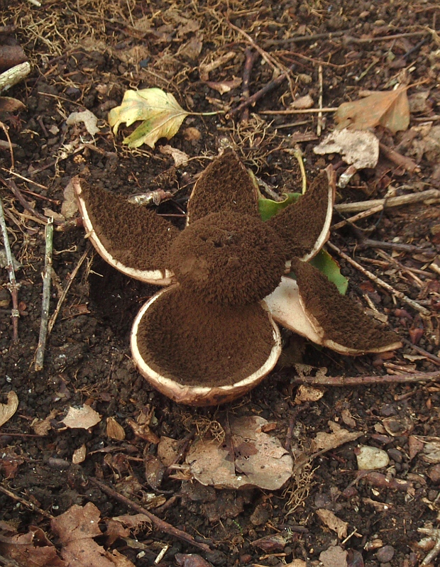 hviezdovka vlasatá Geastrum melanocephalum (Czern.) V.J. Staněk