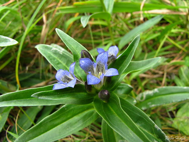 horec krížatý Gentiana cruciata L.