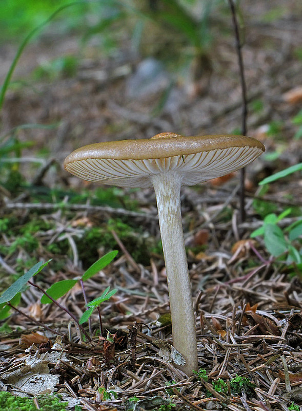 sliznačka koreňujúca Hymenopellis radicata (Relhan) R.H. Petersen