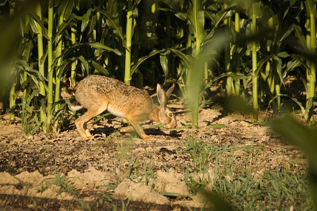 zajac poľný Lepus europaeus