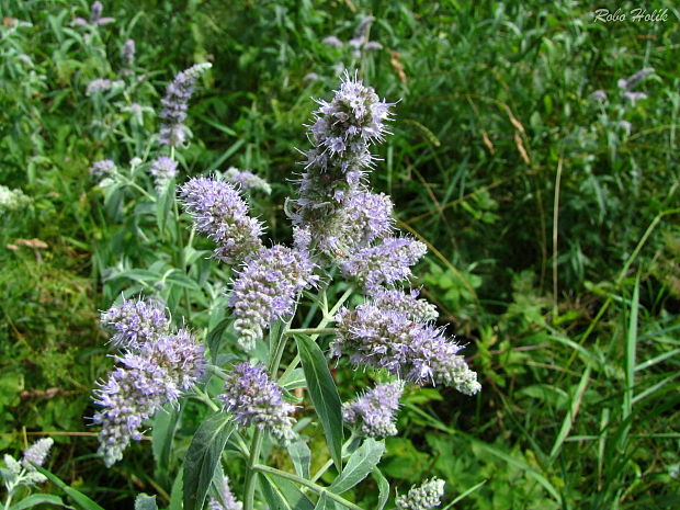 mäta dlholistá Mentha longifolia (L.) L.