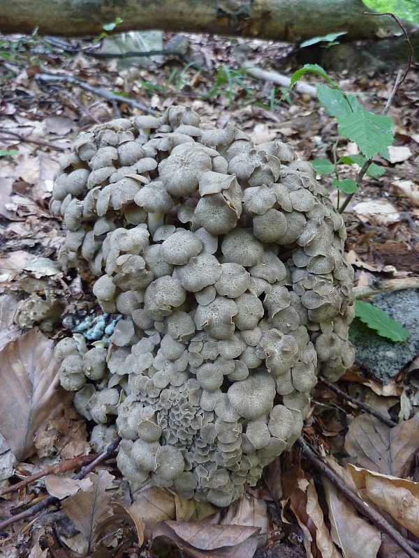 trúdnik klobúčkatý Polyporus umbellatus (Pers.) Fr.