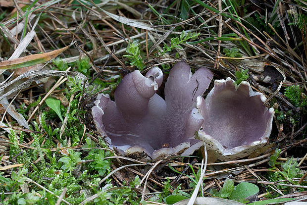 tulipánovka fialová Sarcosphaera coronaria (Jacq.) J. Schröt.