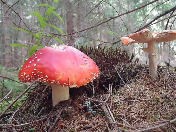 muchotrávka červená Amanita muscaria (L.) Lam.