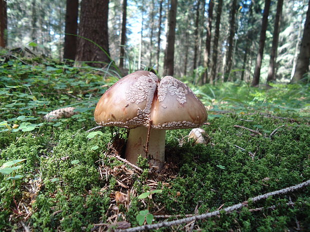 muchotrávka červenkastá Amanita rubescens Pers.