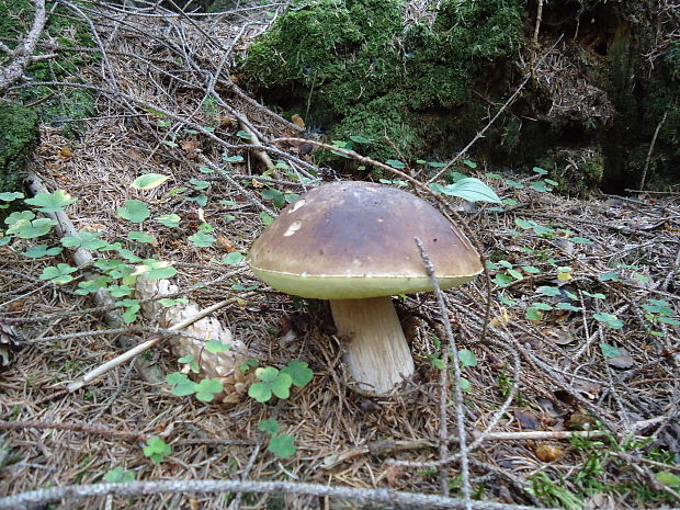 hríb smrekový Boletus edulis Bull.