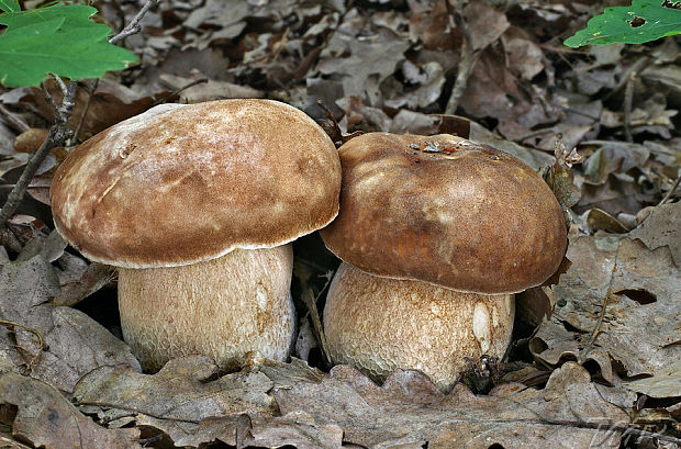 hríb dubový Boletus reticulatus Schaeff.