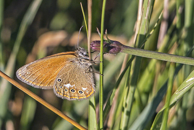 očkáň traslicový Coenonympha glycerion  Borkhausen, 1788