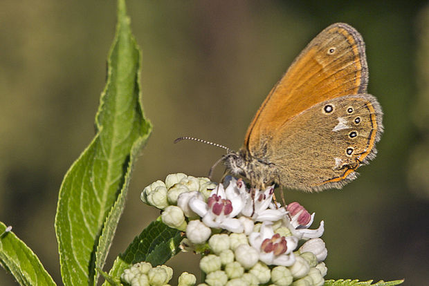 očkáň traslicový Coenonympha glycerion  Borkhausen, 1788