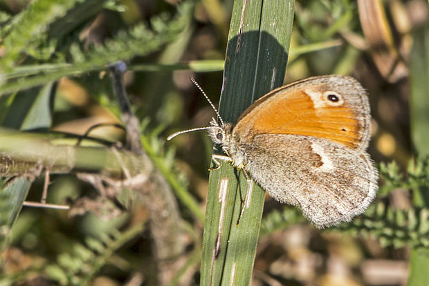 očkáň pohánkový Coenonympha pamphilus Borkhausen, 1788