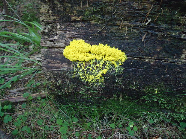 slizovka žĺtková Fuligo septica (L.) F.H. Wigg.