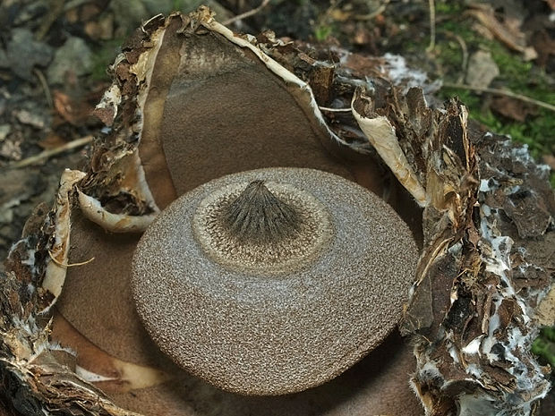 hviezdovka Berkeleyova Geastrum berkeleyi Massee