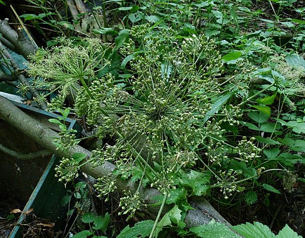 boľševník obrovský Heracleum mantegazzianum Sommier et Levier