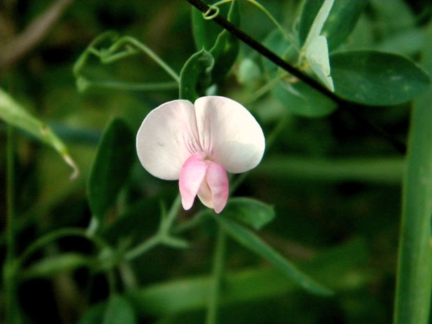 hrachor Lathyrus sp.