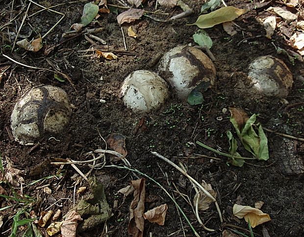 škárka kožovitá Mycenastrum corium (Guers.) Desv.