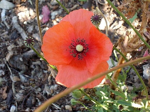 mak vlčí Papaver rhoeas L.